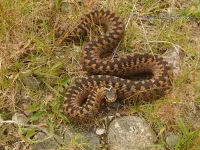 Adder [Vipera berus]